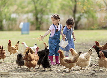 poultry-farming-blog-1