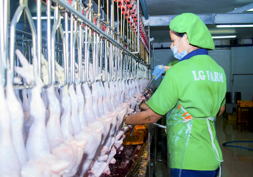 poultry-farming-gallery-1