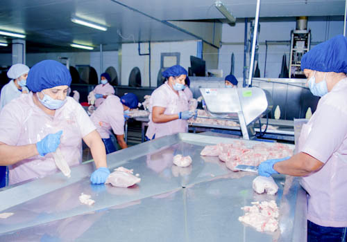 poultry-farming-gallery-1