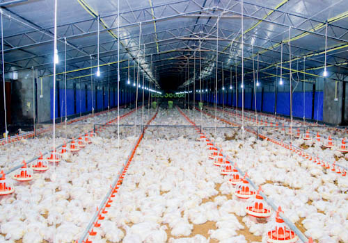 poultry-farming-gallery-1