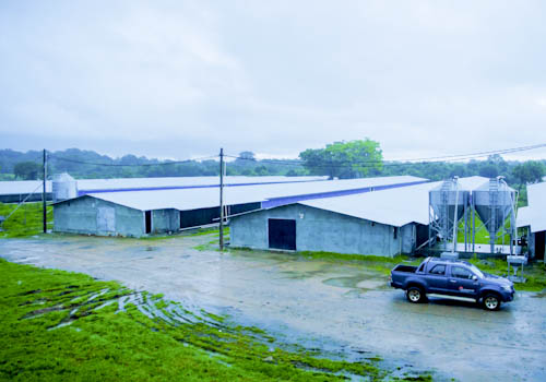 poultry-farming-gallery-1