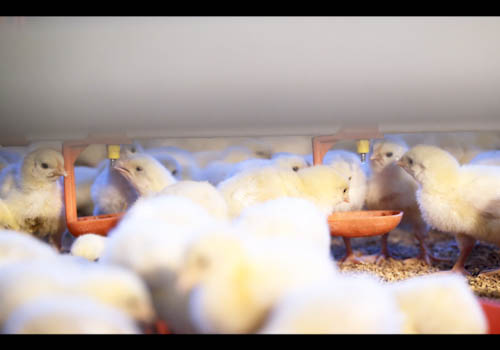 poultry-farming-gallery-1