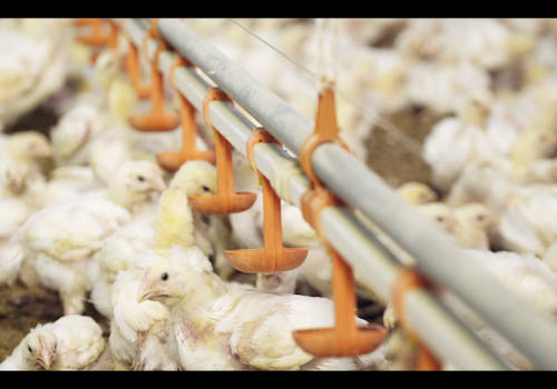 poultry-farming-gallery-1