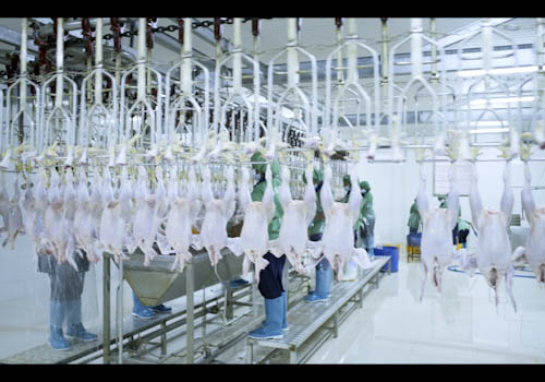 poultry-farming-gallery-1