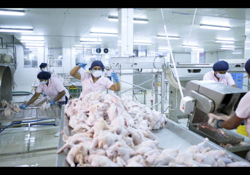 poultry-farming-gallery-1