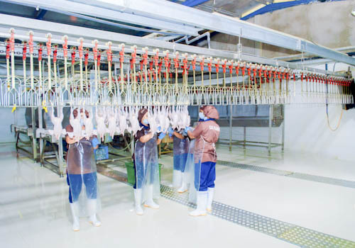 poultry-farming-gallery-1