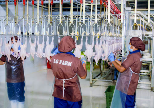 poultry-farming-gallery-1