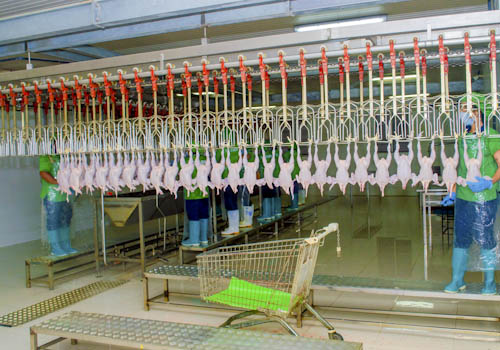 poultry-farming-gallery-1