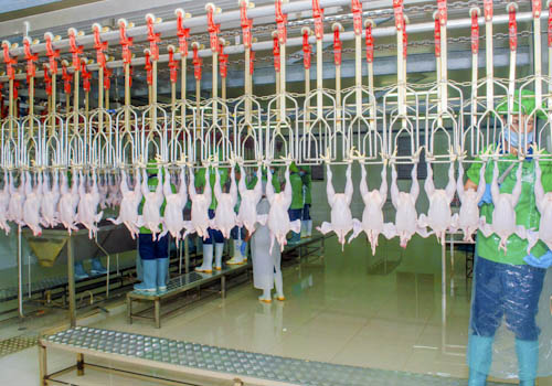 poultry-farming-gallery-1