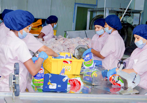 poultry-farming-gallery-1