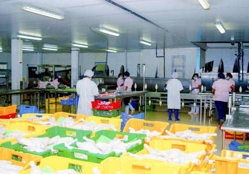 poultry-farming-gallery-1